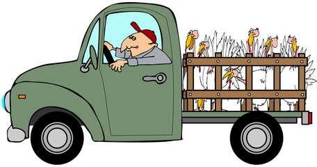 Illustration of a man driving a pickup truck hauling turkeys in the back.