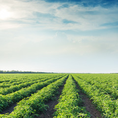 Wall Mural - low sun in clouds and agricultural field with tomatoes