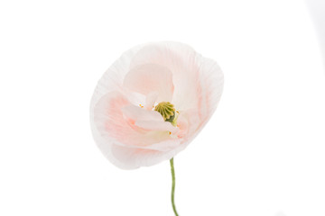 Poster - white poppy isolated