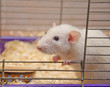 Cute curious white rat looking out of a cage (selective focus on the rat eyes and nose)