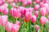 Fototapeta  - Beautiful bouquet of pink tulips flower field