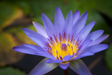 Closeup Purple Water Lily