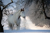 Fototapeta Konie - winterwonderland, cute paint horse in a wonderful snowy landscape