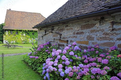 Gestaltung Garten Hortensien An Alter Hausmauer Buy This Stock