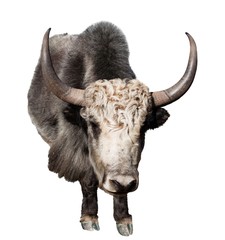 Poster - Black and white yak isolated on white background