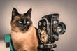 Siamese cat posing as film director with vintage amateur filming camera.