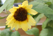 Yellow Sunflower Drooping Over From Weigh Of Seeds