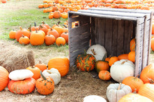 Pumpkins And Gourds On Display In A Wooden Crate