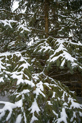 Snow covers pine tree after winter storm