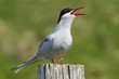 Portrait of an arctic tern