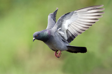 rock pigeon were flying . portrait of rock pigeon,bird in thailand