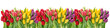 Fresh spring tulip flowers water drops Floral banner