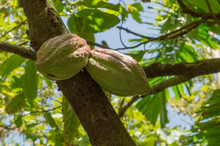 Cocoa Pods Growing In Saint Lucia For Chocolate
