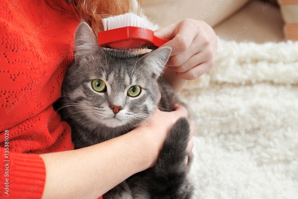 Woman combing cute cat with brush on couch, close up