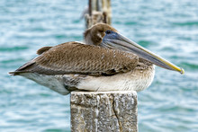 Female Pelican Resting On The Pylon Inbetween Storms