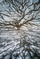 Infrared photography of a giant Rain tree No.2