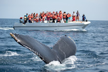 Humpback Whale Tail In Samana, Dominican Republic And Torist Wha