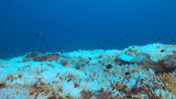 Fototapeta Do akwarium - Coral bleaching occurs when water temperatures rise over a longer period.