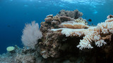 Fototapeta Do akwarium - Coral bleaching occurs when water temperatures rise over a longer period.
