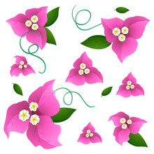 Seamless Background Design With Pink Bougainvillea Flowers
