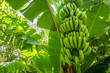 canvas print picture - Giant cavendish banana bunch on the plantation