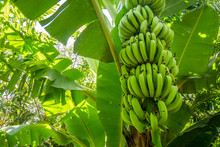Giant Cavendish Banana Bunch On The Plantation
