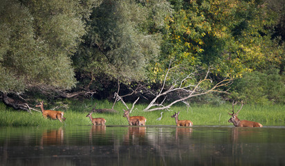 Wall Mural - Red deer and hinds in river