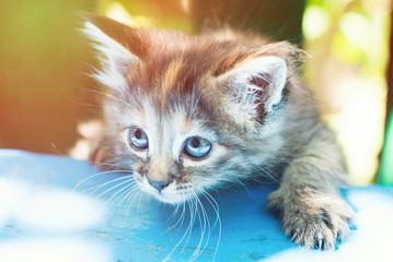 Wall Mural - Playing Cat - Cute Striped Kitten Outdoors - Pets Care Concept - - Sunny Photo