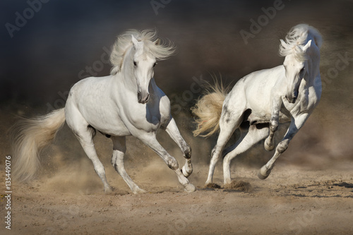 Cople horse in motion in desert  against dramatic dark background