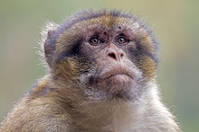 Berber Monkey