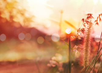 Wall Mural - Romantic nature view of grass flower and sunset for valentine