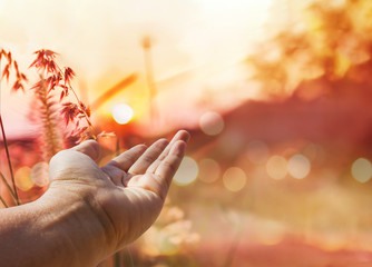 Wall Mural - Hand on romantic nature view of grass flower and sunset for valentine