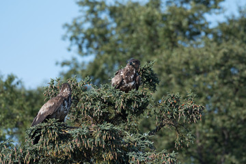 Wall Mural - two immature bald eagles in a tree