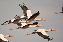 Yellow Billed Storks In Flight