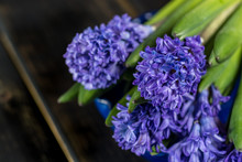 First Spring Flower - Blue Hyacinth On Black Wood