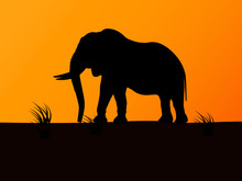 Vector Silhouette Elephant On Background Sunset