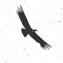 Flying Condor Silhouette On The White Background.