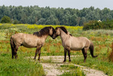 Fototapeta Konie - Wild horses