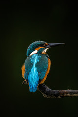 Wall Mural - Kingfisher