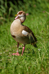 Wall Mural - Posing goose