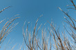 © olgavisavi - Dissolve the willow against the blue sky