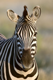 Fototapeta Konie - Zebra in Namibia
