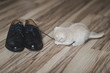 The little white kitten playing with shoes 7435.