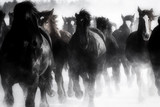 Fototapeta Konie - 雪原を走る馬の集団
