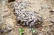 © Jeremy Francis - Swarm of ants with wings crawl around the opening to their underground hive in a forest