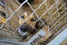 Abandoned Dog In The Kennel,homeless Dog Behind Bars In An Animal Shelter.Sad Looking Dog Behind The Fence Looking Out Through The Wire Of His Cage/Animal Shelter.Boarding Home For Dogs