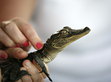 
 Save
Download Preview
Entertainment At Louisiana Swamps: Holding A Little Baby Alligator