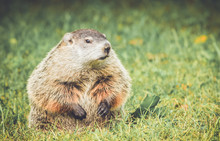Groundhog (Marmota Monax) Sitting In Grass Field In Vintage Garden Setting