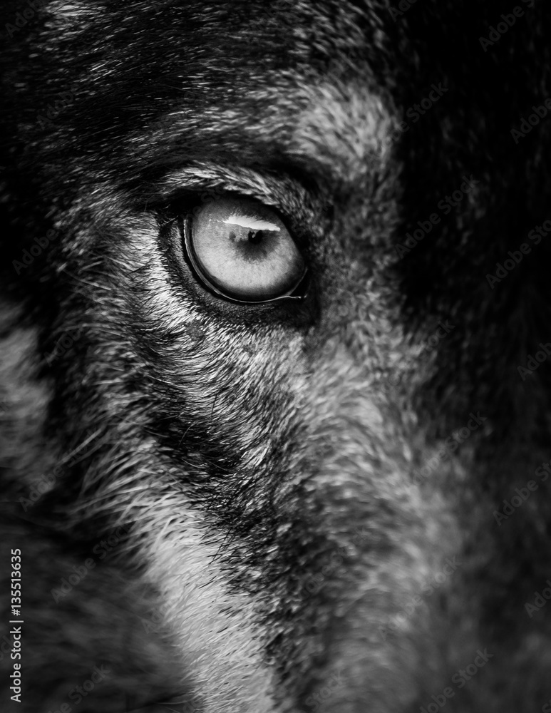 Eye of iberian wolf (Canis lupus signatus) - obrazy, fototapety, plakaty 