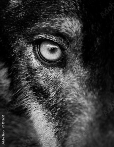 Dekoracja na wymiar  oko-wilka-iberyjskiego-canis-lupus-signatus